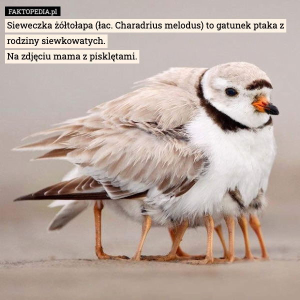 Sieweczka żółtołapa (łac. Charadrius melodus) to gatunek ptaka z rodziny siewkowatych.
Na zdjęciu mama z pisklętami. 