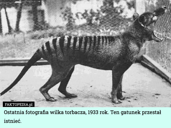 Ostatnia fotografia wilka torbacza, 1933 rok. Ten gatunek przestał istnieć. 