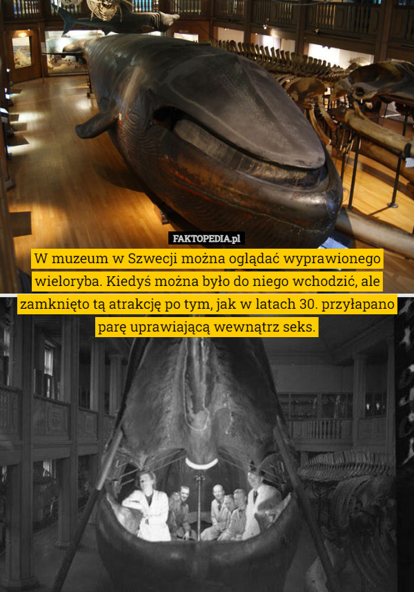W muzeum w Szwecji można oglądać wyprawionego wieloryba. Kiedyś można było do niego wchodzić, ale zamknięto tą atrakcję po tym, jak w latach 30. przyłapano parę uprawiającą wewnątrz seks. 