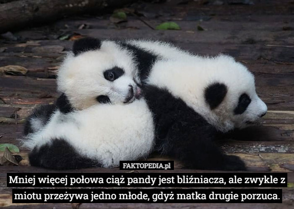 Mniej więcej połowa ciąż pandy jest bliźniacza, ale zwykle z miotu przeżywa jedno młode, gdyż matka drugie porzuca. 