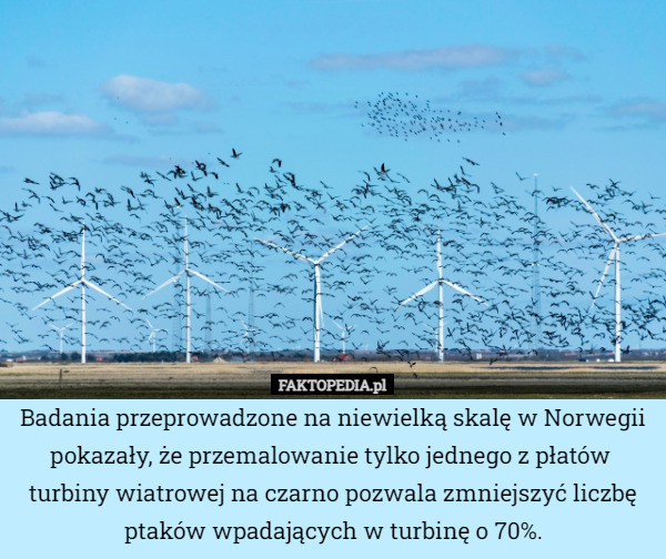 Badania przeprowadzone na niewielką skalę w Norwegii pokazały, że przemalowanie tylko jednego z płatów  turbiny wiatrowej na czarno pozwala zmniejszyć liczbę ptaków wpadających w turbinę o 70%. 