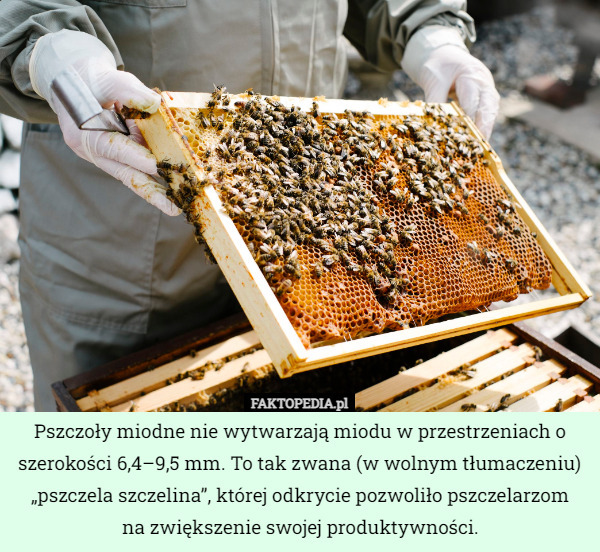Pszczoły miodne nie wytwarzają miodu w przestrzeniach o szerokości 6,4–9,5 mm. To tak zwana (w wolnym tłumaczeniu) „pszczela szczelina”, której odkrycie pozwoliło pszczelarzom
 na zwiększenie swojej produktywności. 