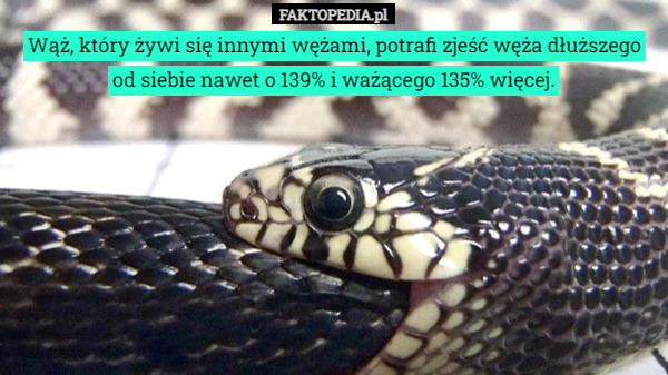 Wąż, który żywi się innymi wężami, potrafi zjeść węża dłuższego od siebie nawet o 139% i ważącego 135% więcej. 