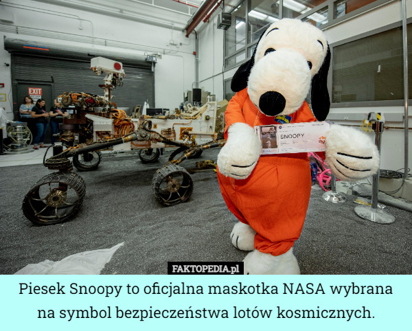 Piesek Snoopy to oficjalna maskotka NASA wybrana na symbol bezpieczeństwa lotów kosmicznych. 