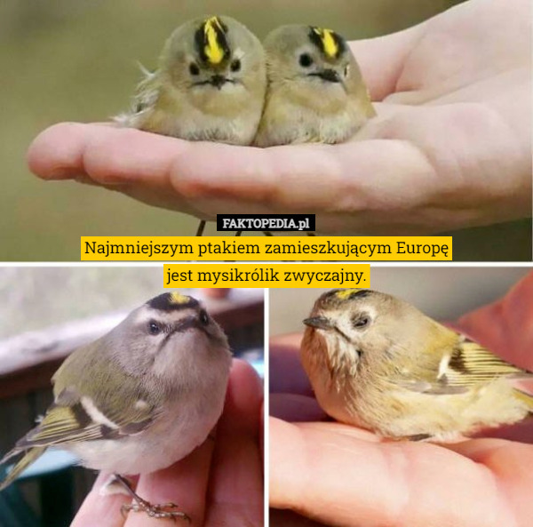 Najmniejszym ptakiem zamieszkującym Europę
jest mysikrólik zwyczajny. 