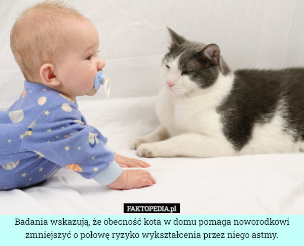 Badania wskazują, że obecność kota w domu pomaga noworodkowi zmniejszyć o połowę ryzyko wykształcenia przez niego astmy. 