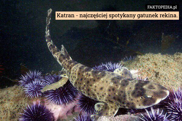 Katran - najczęściej spotykany gatunek rekina. 