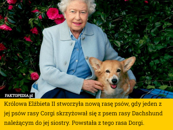 Królowa Elżbieta II stworzyła nową rasę psów, gdy jeden z jej psów rasy Corgi skrzyżował się z psem rasy Dachshund należącym do jej siostry. Powstała z tego rasa Dorgi. 