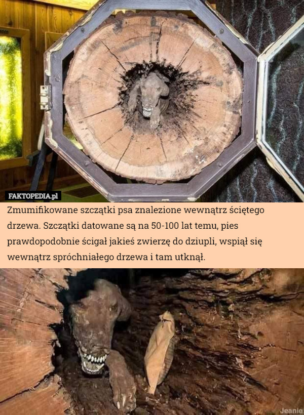 Zmumifikowane szczątki psa znalezione wewnątrz ściętego drzewa. Szczątki datowane są na 50-100 lat temu, pies prawdopodobnie ścigał jakieś zwierzę do dziupli, wspiął się wewnątrz spróchniałego drzewa i tam utknął. 