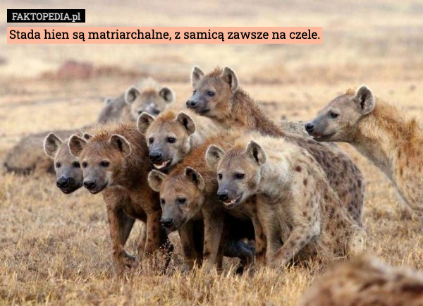 Stada hien są matriarchalne, z samicą zawsze na czele. 