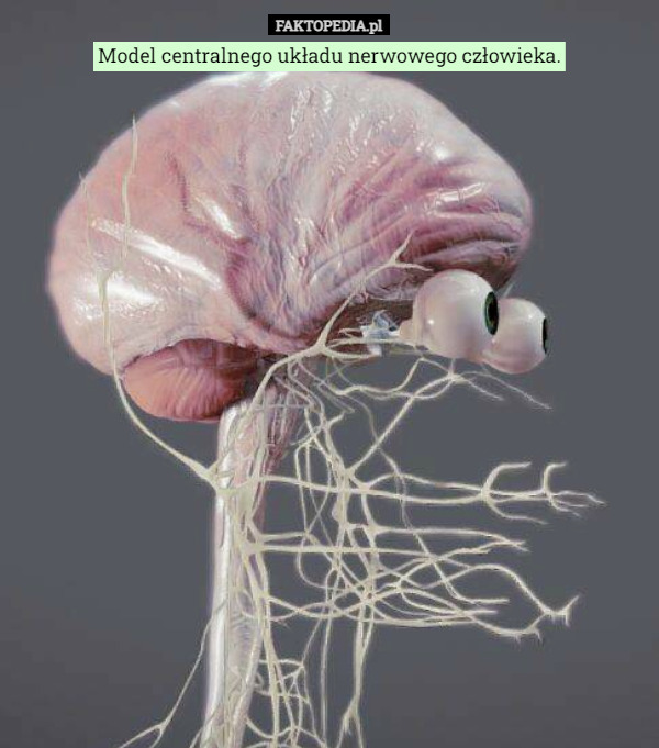 Model centralnego układu nerwowego człowieka. 