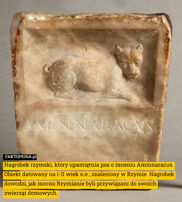 Nagrobek rzymski, który upamiętnia psa o imieniu Aminnaracus. Obiekt datowany na i-II wiek n.e.; znaleziony w Rzymie. Nagrobek dowodzi, jak mocno Rzymianie byli przywiązani do swoich zwierząt domowych. 