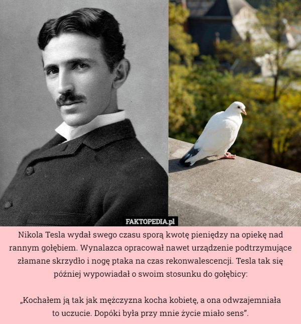 Nikola Tesla wydał swego czasu sporą kwotę pieniędzy na opiekę nad rannym gołębiem. Wynalazca opracował nawet urządzenie podtrzymujące złamane skrzydło i nogę ptaka na czas rekonwalescencji. Tesla tak się później wypowiadał o swoim stosunku do gołębicy:

„Kochałem ją tak jak mężczyzna kocha kobietę, a ona odwzajemniała
to uczucie. Dopóki była przy mnie życie miało sens”. 