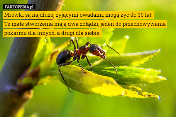 Mrówki są najdłużej żyjącymi owadami, mogą żyć do 30 lat.
 Te małe stworzenia mają dwa żołądki, jeden do przechowywania pokarmu dla innych, a drugi dla siebie. 