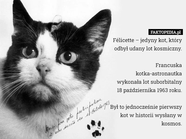 Félicette – jedyny kot, który odbył udany lot kosmiczny.

 Francuska kotka-astronautka wykonała lot suborbitalny
 18 października 1963 roku.

 Był to jednocześnie pierwszy kot w historii wysłany w kosmos. 