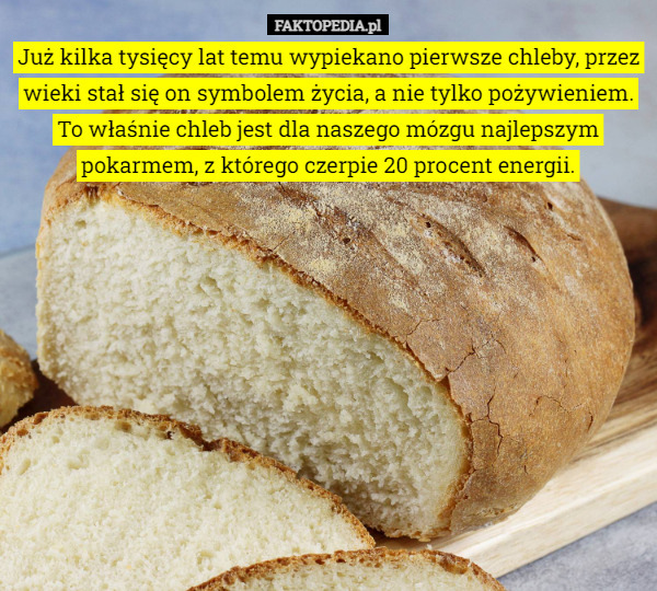 Już kilka tysięcy lat temu wypiekano pierwsze chleby, przez wieki stał się on symbolem życia, a nie tylko pożywieniem. To właśnie chleb jest dla naszego mózgu najlepszym pokarmem, z którego czerpie 20 procent energii. 