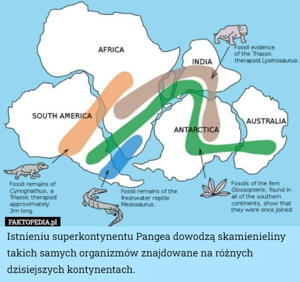 Istnieniu superkontynentu Pangea dowodzą skamienieliny takich samych organizmów znajdowane na różnych dzisiejszych kontynentach. 
