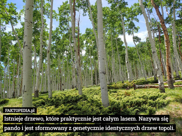 Istnieje drzewo, które praktycznie jest całym lasem. Nazywa się pando i jest sformowany z genetycznie identycznych drzew topoli. 