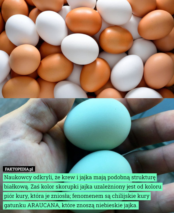 Naukowcy odkryli, że krew i jajka mają podobną strukturę białkową. Zaś kolor skorupki jajka uzależniony jest od koloru piór kury, która je zniosła; fenomenem są chilijskie kury gatunku ARAUCANA, które znoszą niebieskie jajka. 