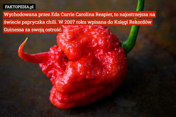 Wychodowana przez Eda Currie Carolina Reapier, to najostrzejsza na świecie papryczka chili. W 2007 roku wpisana do Księgi Rekordów Guinessa za swoją ostrość. 