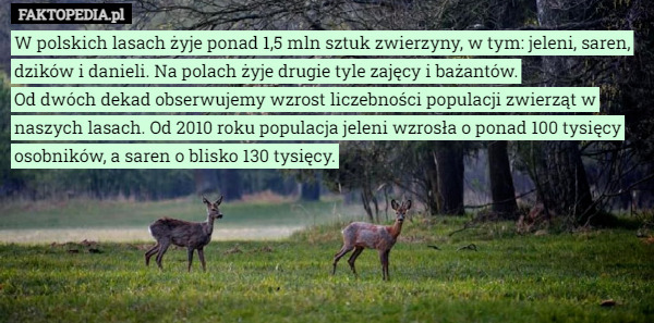W polskich lasach żyje ponad 1,5 mln sztuk zwierzyny, w tym: jeleni, saren, dzików i danieli. Na polach żyje drugie tyle zajęcy i bażantów.
Od dwóch dekad obserwujemy wzrost liczebności populacji zwierząt w naszych lasach. Od 2010 roku populacja jeleni wzrosła o ponad 100 tysięcy osobników, a saren o blisko 130 tysięcy. 