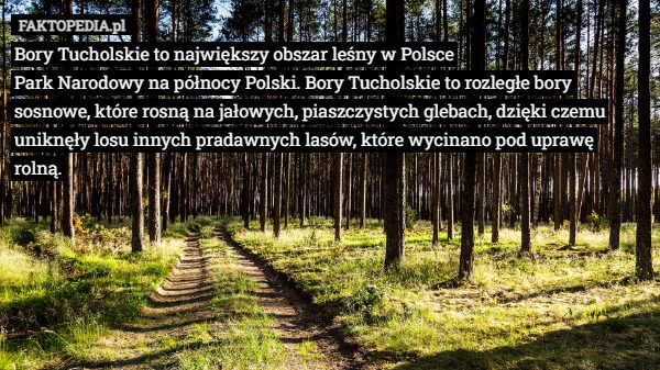 Bory Tucholskie to największy obszar leśny w Polsce
Park Narodowy na północy Polski. Bory Tucholskie to rozległe bory sosnowe, które rosną na jałowych, piaszczystych glebach, dzięki czemu uniknęły losu innych pradawnych lasów, które wycinano pod uprawę rolną. 