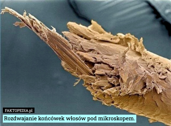Rozdwajanie końcówek włosów pod mikroskopem. 