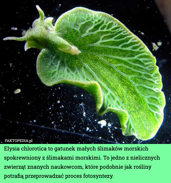 Elysia chlorotica to gatunek małych ślimaków morskich spokrewniony z ślimakami morskimi. To jedno z nielicznych zwierząt znanych naukowcom, które podobnie jak rośliny potrafią przeprowadzać proces fotosyntezy. 