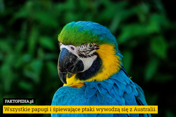 Wszystkie papugi i śpiewające ptaki wywodzą się z Australii. 
