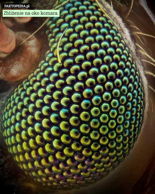 Zbliżenie na oko komara. 