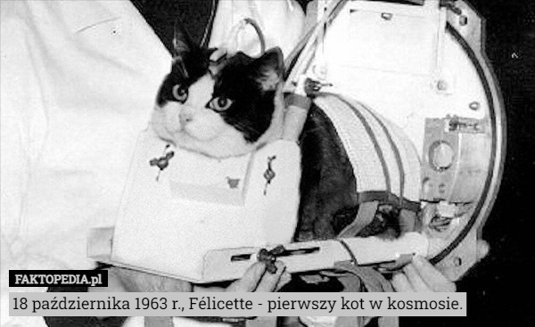 18 października 1963 r., Félicette - pierwszy kot w kosmosie. 