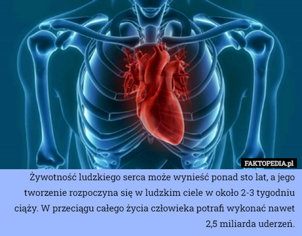 Żywotność ludzkiego serca może wynieść ponad sto lat, a jego tworzenie rozpoczyna się w ludzkim ciele w około 2-3 tygodniu ciąży. W przeciągu całego życia człowieka potrafi wykonać nawet 2,5 miliarda uderzeń. 
