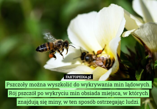 Pszczoły można wyszkolić do wykrywania min lądowych.
Rój pszczół po wykryciu min obsiada miejsca, w których znajdują się miny, w ten sposób ostrzegając ludzi. 