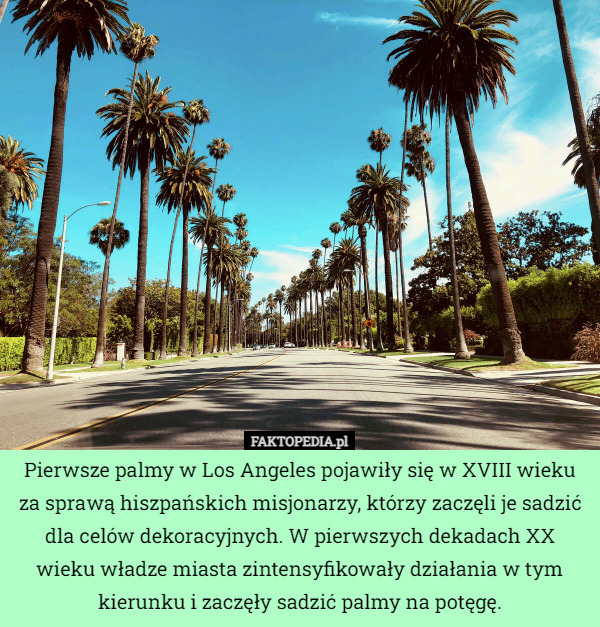 Pierwsze palmy w Los Angeles pojawiły się w XVIII wieku za sprawą hiszpańskich misjonarzy, którzy zaczęli je sadzić dla celów dekoracyjnych. W pierwszych dekadach XX wieku władze miasta zintensyfikowały działania w tym kierunku i zaczęły sadzić palmy na potęgę. 