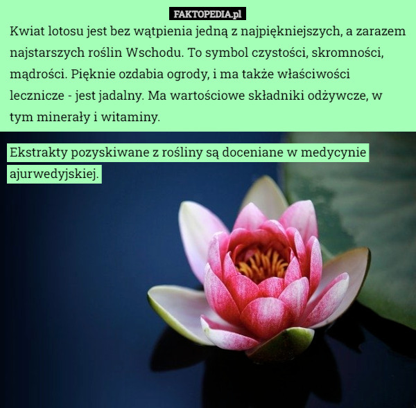 Kwiat lotosu jest bez wątpienia jedną z najpiękniejszych, a zarazem najstarszych roślin Wschodu. To symbol czystości, skromności, mądrości. Pięknie ozdabia ogrody, i ma także właściwości lecznicze - jest jadalny. Ma wartościowe składniki odżywcze, w tym minerały i witaminy. Ekstrakty pozyskiwane z rośliny są doceniane w medycynie ajurwedyjskiej. 