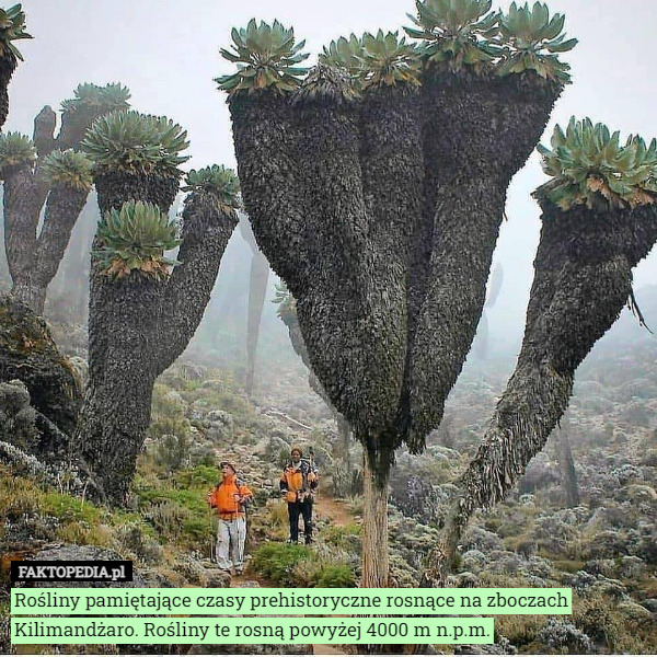 Rośliny pamiętające czasy prehistoryczne rosnące na zboczach Kilimandżaro. Rośliny te rosną powyżej 4000 m n.p.m. 