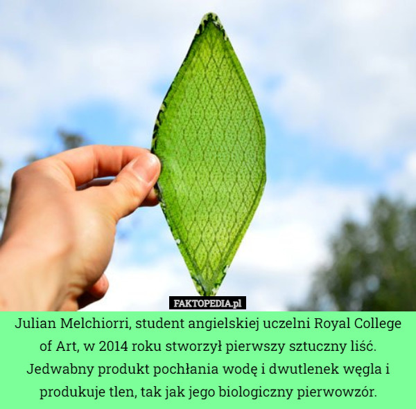 Julian Melchiorri, student angielskiej uczelni Royal College of Art, w 2014 roku stworzył pierwszy sztuczny liść. Jedwabny produkt pochłania wodę i dwutlenek węgla i produkuje tlen, tak jak jego biologiczny pierwowzór. 