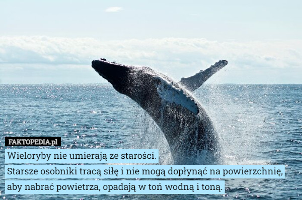 Wieloryby nie umierają ze starości.
Starsze osobniki tracą siłę i nie mogą dopłynąć na powierzchnię, aby nabrać powietrza, opadają w toń wodną i toną. 