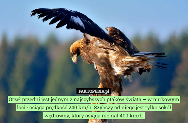 Orzeł przedni jest jednym z najszybszych ptaków świata – w nurkowym locie osiąga prędkość 240 km/h. Szybszy od niego jest tylko sokół wędrowny, który osiąga niemal 400 km/h. 