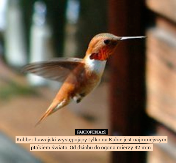 Koliber hawajski występujący tylko na Kubie jest najmniejszym ptakiem świata. Od dziobu do ogona mierzy 42 mm. 
