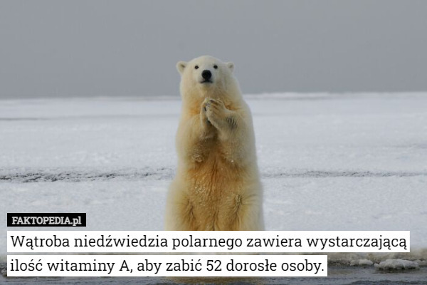 Wątroba niedźwiedzia polarnego zawiera wystarczającą ilość witaminy A, aby zabić 52 dorosłe osoby. 