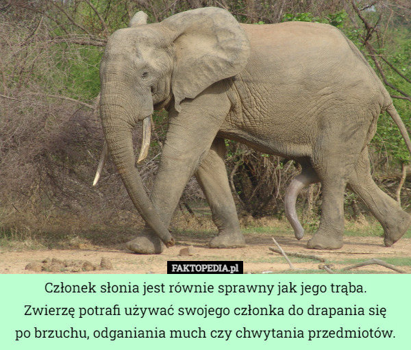 Członek słonia jest równie sprawny jak jego trąba.
 Zwierzę potrafi używać swojego członka do drapania się
po brzuchu, odganiania much czy chwytania przedmiotów. 