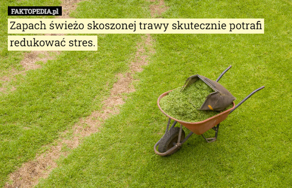 Zapach świeżo skoszonej trawy skutecznie potrafi redukować stres. 