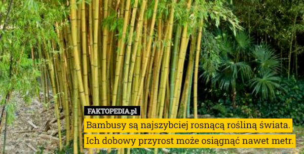 Bambusy są najszybciej rosnącą rośliną świata. Ich dobowy przyrost może osiągnąć nawet metr. 