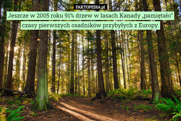 Jeszcze w 2005 roku 91% drzew w lasach Kanady „pamiętało” czasy pierwszych osadników przybyłych z Europy. 