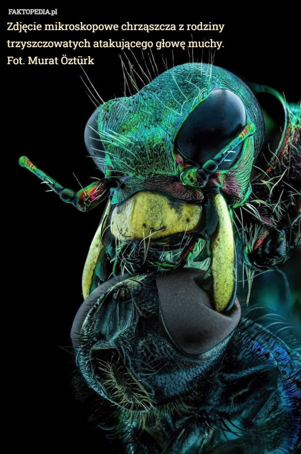 Zdjęcie mikroskopowe chrząszcza z rodziny trzyszczowatych atakującego głowę muchy.
Fot. Murat Öztürk 