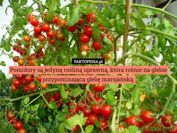 Pomidory są jedyną rośliną uprawną, która rośnie na glebie przypominającą glebę marsjańską. 