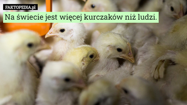 Na świecie jest więcej kurczaków niż ludzi. 