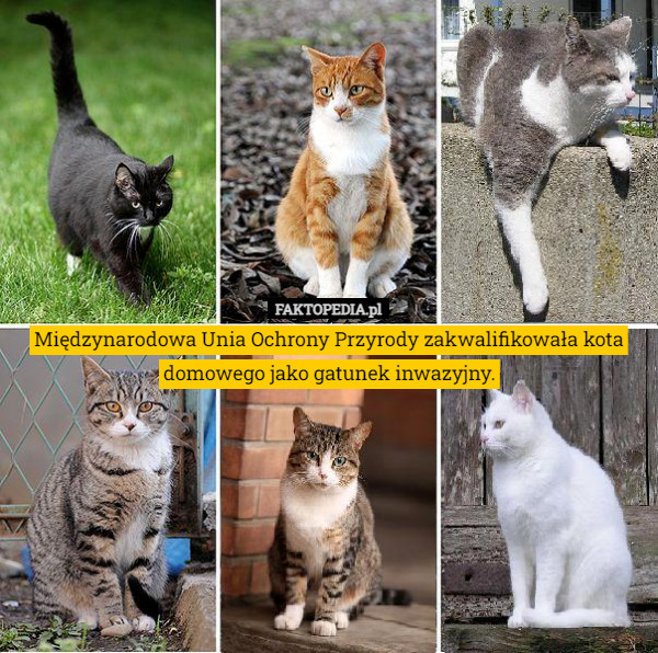 Międzynarodowa Unia Ochrony Przyrody zakwalifikowała kota domowego jako gatunek inwazyjny. 