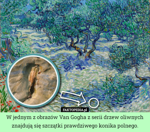 W jednym z obrazów Van Gogha z serii drzew oliwnych znajdują się szczątki prawdziwego konika polnego. 
